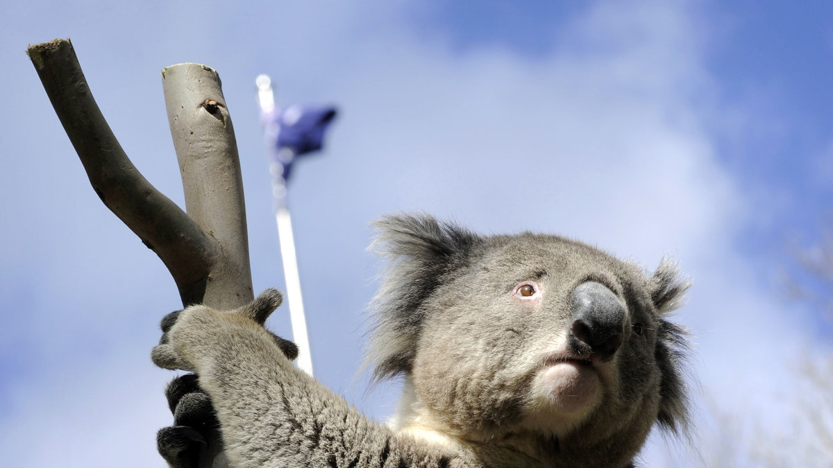 Koalan tillbringar största delen av sin tid uppe i trädgrenarna. 
